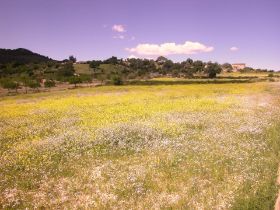 .Blumenfeld auf dem Weg zur Finca (8).JPG