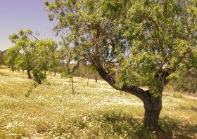 .Blumenfeld mit Mandelbaum auf dem Weg zur Finca.JPG